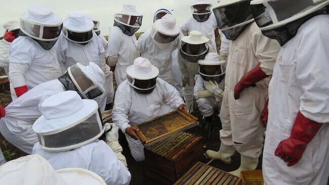 Beekeepers in field